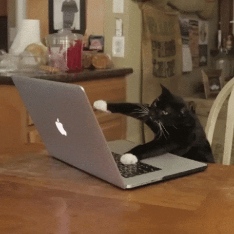 Gato escribiendo rápidamente en un portátil, representando un blog activo que genera clientes